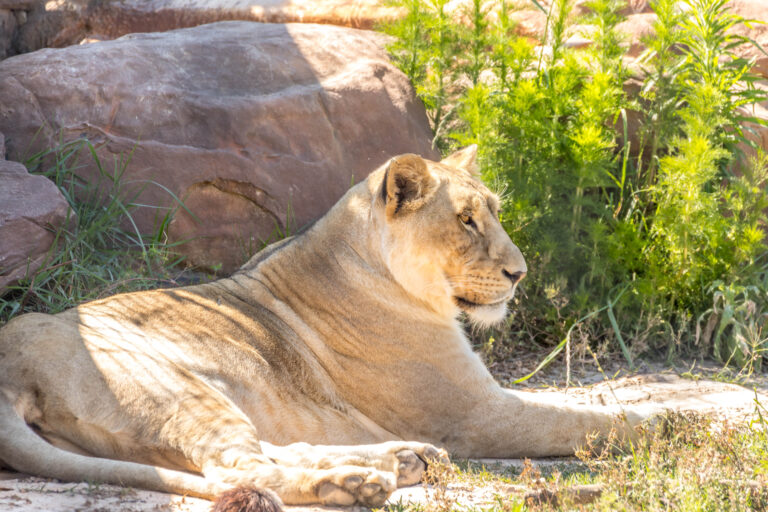 2021-04-22 Nandi (MMR) (17)