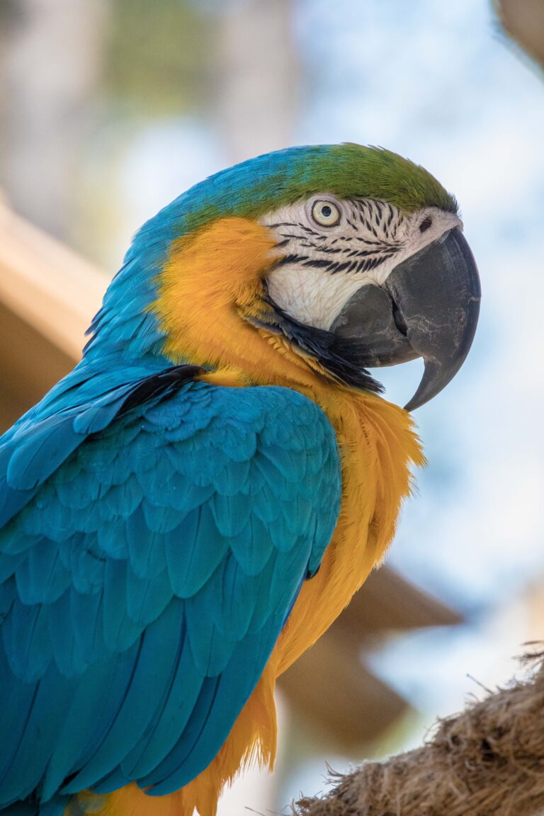 2021-11-09 Chico (MMR) (6)