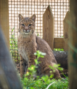 Gulfshores Zoo - Big Cats