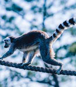 Gulfshores Zoo - Primates