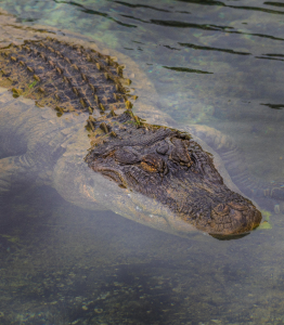 Gulfshores Zoo - Reptiles