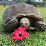 a turtle on grass with a flower