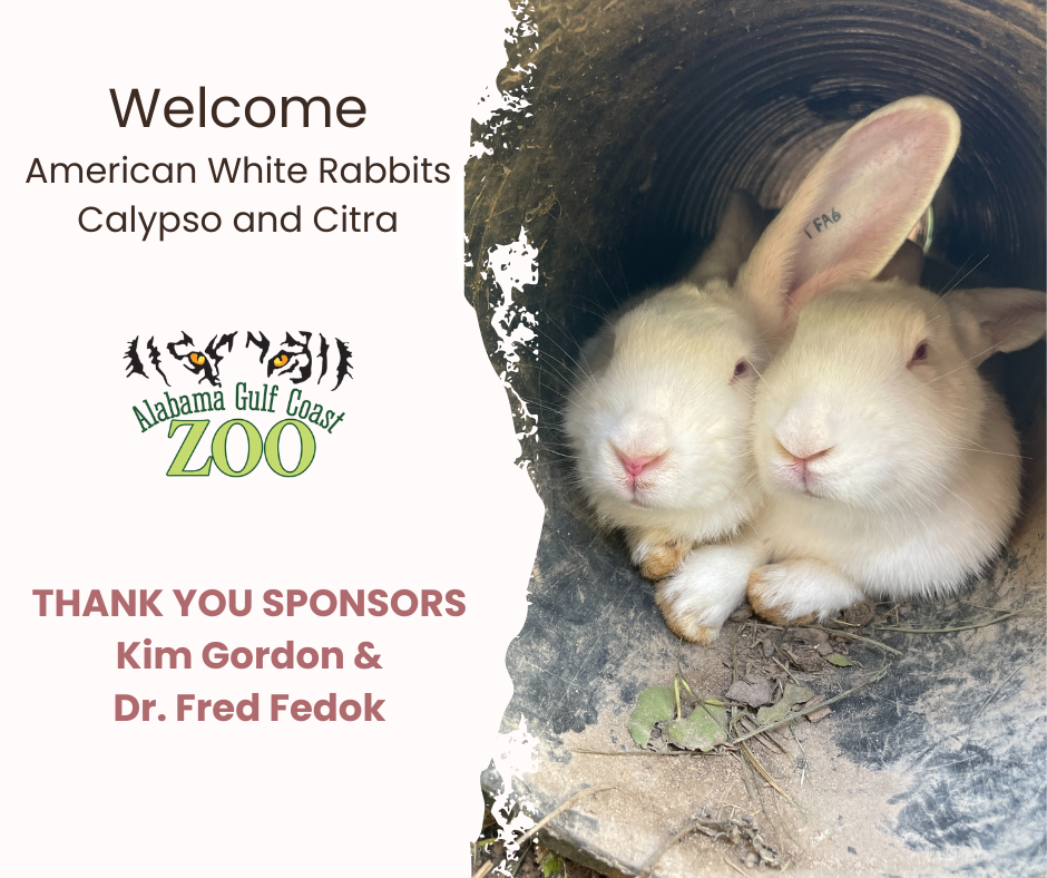 Welcome American White Rabbits